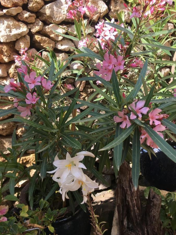 Botanica B&B Xagħra Eksteriør billede
