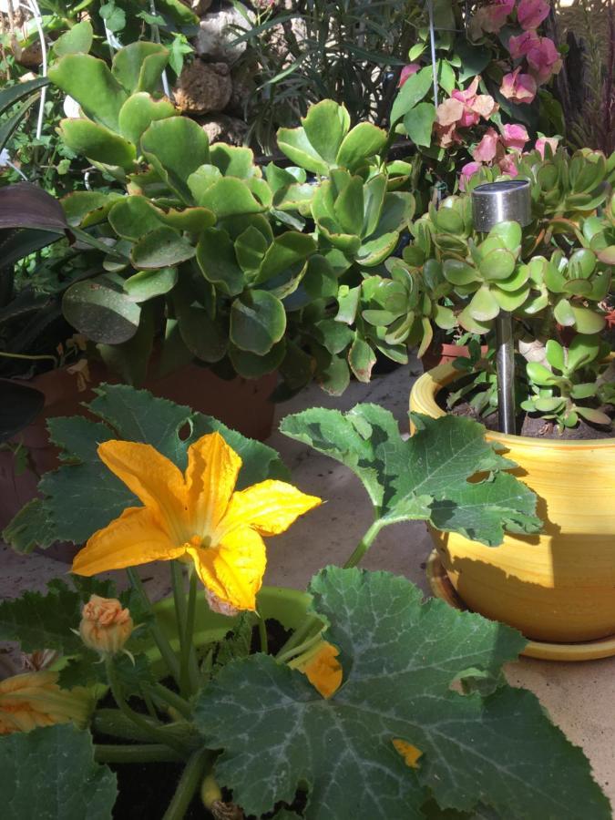 Botanica B&B Xagħra Eksteriør billede